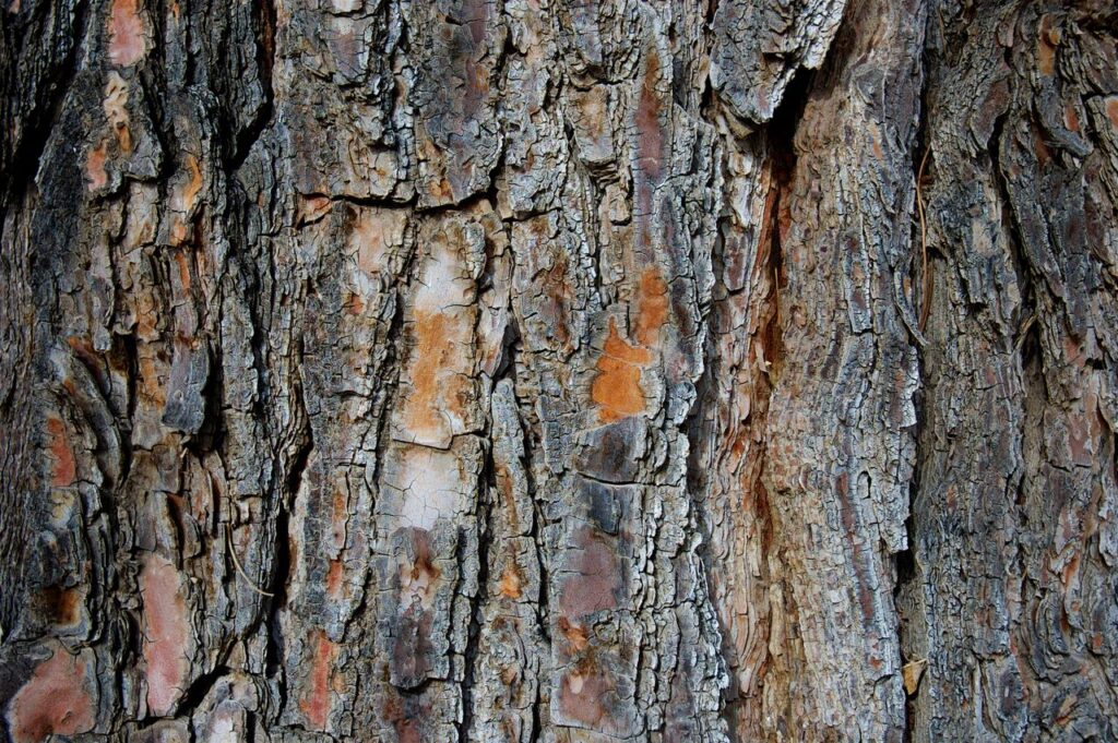 High-resolution close-up of tree bark showcasing intricate natural textures and patterns.